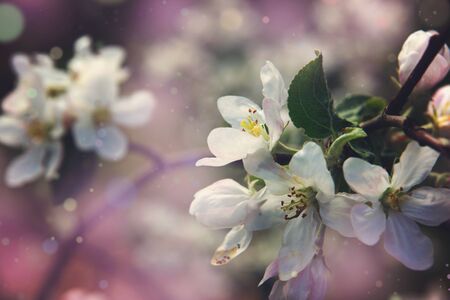 Apple tree flowers in the garden on a spring day on a pink background.の写真素材
