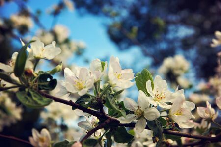 Apple tree flowers in the garden against a blue sky.の写真素材