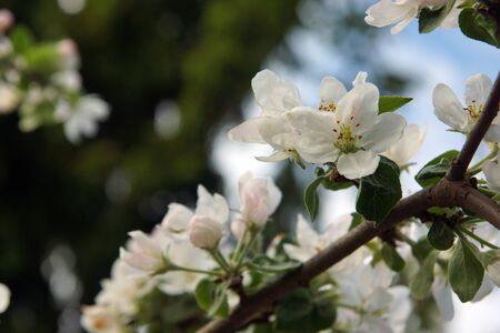 Apple tree blossoms in the spring garden.の写真素材