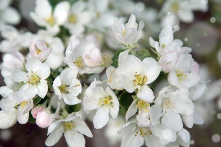 Many white flowers of apple trees on the branches.の写真素材