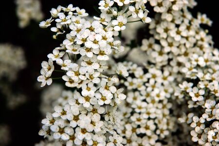 Little white flowers on a spring bush in the garden.の写真素材