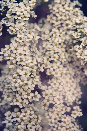 Little pink flowers on a spring bush in the garden.の写真素材