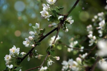 Blossoming branches of an apple tree with many delicate flowers on a background of green garden.の写真素材
