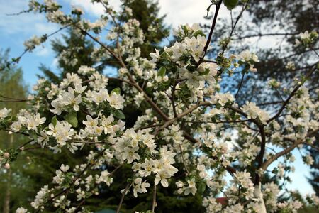 Blossoming branches of an apple tree with many delicate flowers on a background of blue sky in spring.の写真素材
