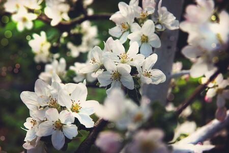 Blooming apple tree in the garden on a spring day.の写真素材