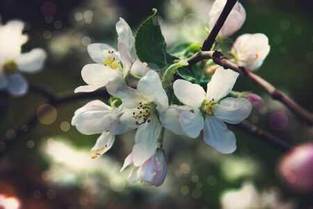 Apple tree flowers in the garden on a spring day.の写真素材