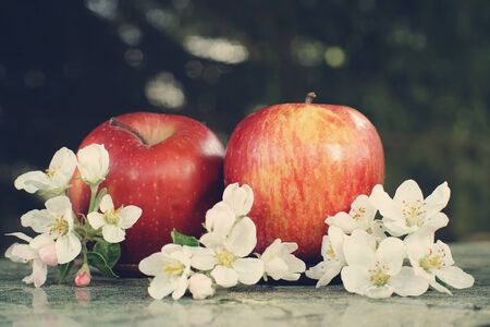 Still life with apples and delicate white flowers.の写真素材