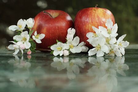 Still life with apples and delicate white flowers on a marble table.の写真素材