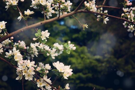 Many white flowers of apple trees on the branches in the garden.の写真素材