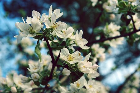 Flowers of apple tree on branches in the garden against a blue sky.の写真素材