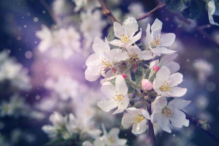 Apple tree flowers on the branches in the garden.の写真素材