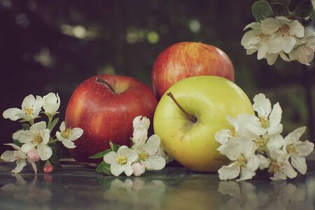 Still life with red and yellow apples and white flowers of an apple tree on a table.の写真素材