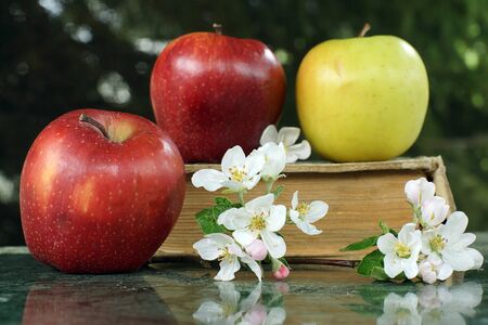 Still life with red and yellow apples and a big book, soon to school.の写真素材