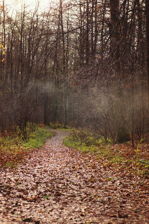 A path covered with fallen leaves goes into the distance into the autumn forest with foggy haze.の写真素材