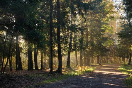 Early morning in the spruce forest with a hiking path lit by the sun.の写真素材