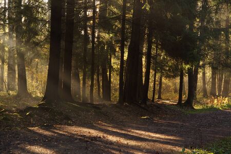 The bright rays of the sun create shadows and lights on the path in the parkの写真素材