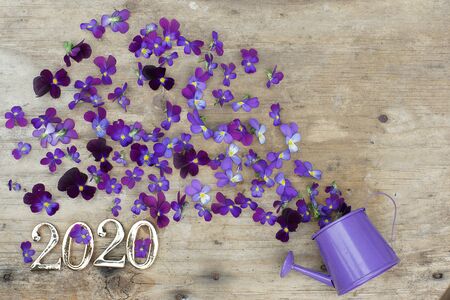 Figures 2020 on a wooden background next to the flowers of purple pansies, and a watering can.の写真素材