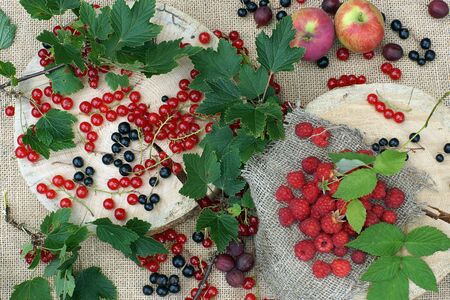Top view on a table with a harvest of ripe raspberries, black and red currants in a rustic style.の写真素材