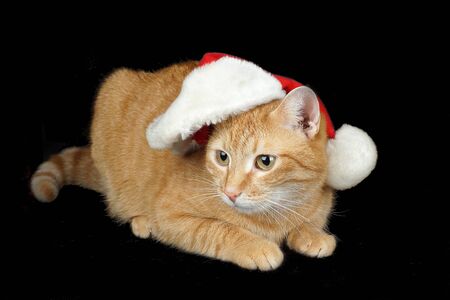Red cat in a santa hat lies on a black background.の写真素材