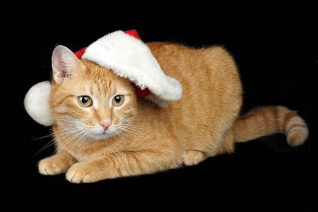 Red cat in a Santa hat lies on a black background, Christmas and New Year card.の写真素材