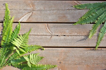 Wooden plank background with fern leaves in the corners. Copy space for your textの写真素材