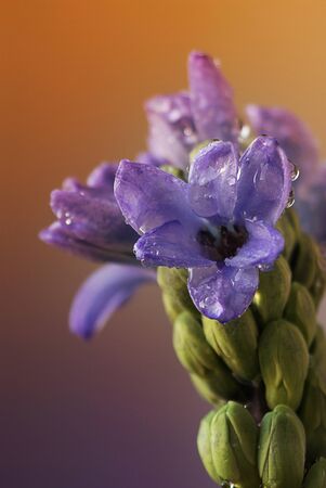 Purple flowers with water drops, macro photography.の写真素材