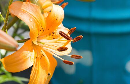 Bright orange lily with water droplets on a blue background, horizontally.の写真素材