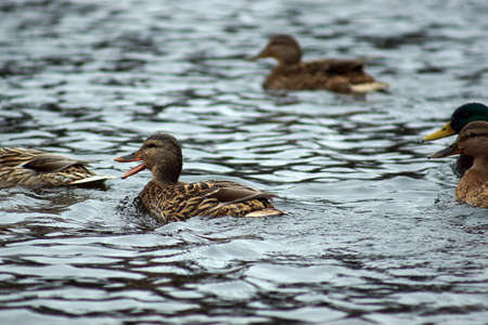 Ducks swim across the lake in search of food, one opened its mouth and quacks.の写真素材