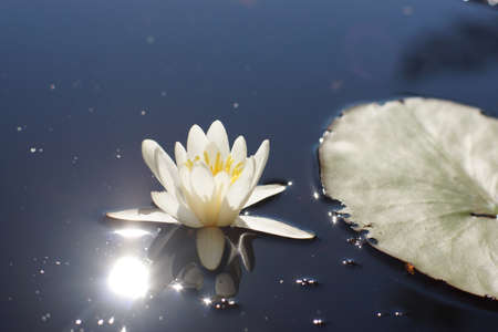 White water lily with a yellow core on the lake on a sunny summer day.の写真素材