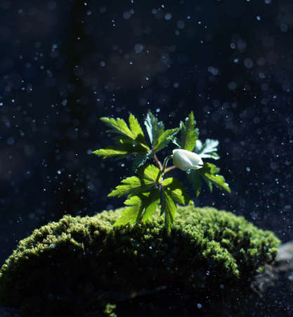 Spring white flower with green leaves on a dark background under raindrops in the early morning with bokeh effect, closeup, natural concept.の写真素材