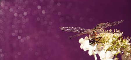 Panorama with a hydrangea on which a dragonfly sits on a bright purple background still life, macro photoの写真素材