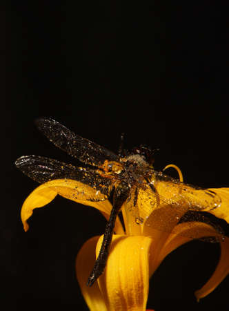 Vertical frame on a dark background a dragonfly sits on a daylily flower, closeup, macro photoの写真素材