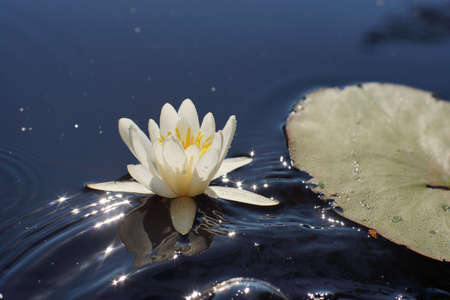 Beautiful white water lily flower in a lake with waves next to a large flat leaf, floral conceptの写真素材