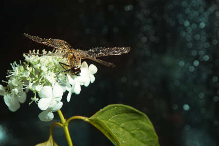 On a dark background with blue sparkles sits a large dragonfly hydrangea flowerの写真素材