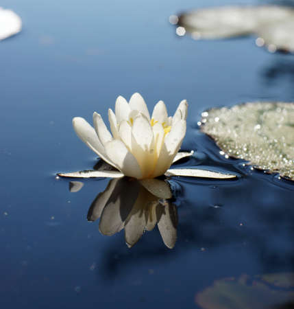 Beautiful white water lily is reflected in the blue lakeの写真素材
