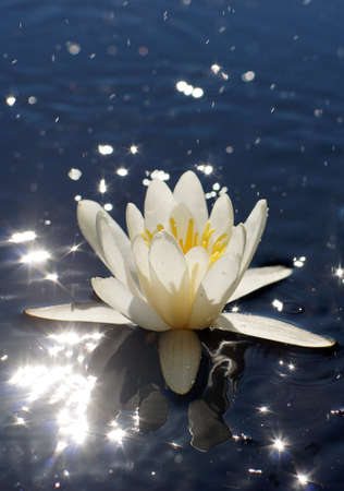 White water lily with a yellow core in a lake with bright highlights on the waterの写真素材