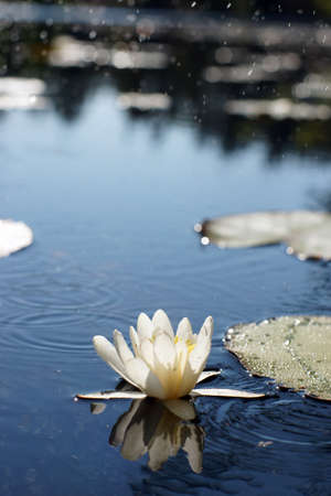 White water lily is reflected on the water surface of a forest lakeの写真素材