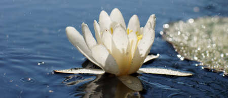 Beautiful white water lily with splashing water on the background of a stunning blue lakeの写真素材