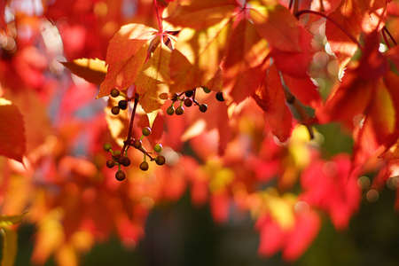Beautiful five-pointed leaves are red colored this fall.の写真素材