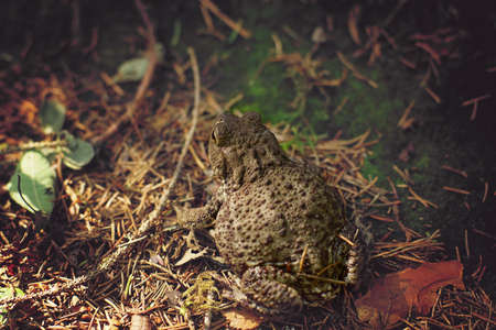 The big toad turned its back and looks at the direction of the future jumpの写真素材