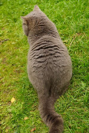 A gray British cat sits on a lawn with his back to the camera.の写真素材