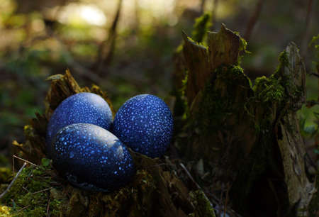 Dragon eggs of blue speckled lie in a stump in the forest.の写真素材