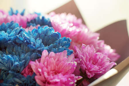 A bouquet of pink and blue chrysanthemum flowers stands by the window.の写真素材