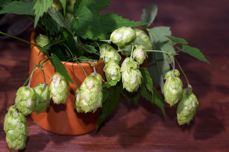 Hops plant hanging from a mug on a table.の写真素材