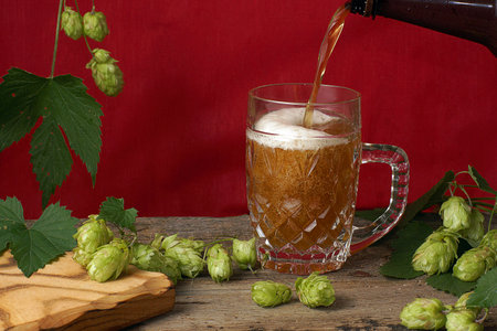 Beer from a bottle is poured into a large glass mug, red background and hop plants nearby.の写真素材