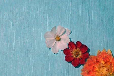 Three multi-colored flowers on a bright blue background.の写真素材