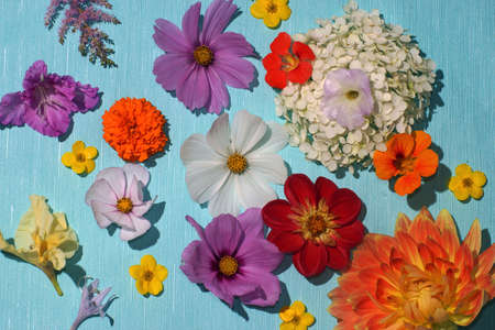 Assorted multicolored flower on a bright blue background.の写真素材