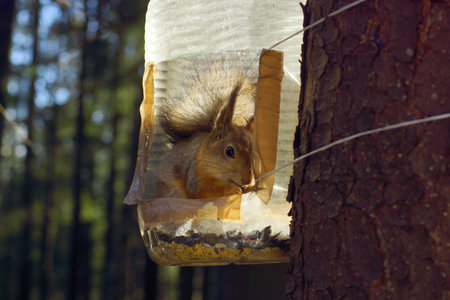Red-haired, fluffy squirrel sits in a plastic bottle feeder and eats nutsの写真素材