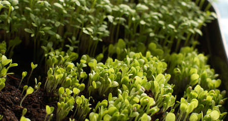 Many small plants are grown on the windowsill in springの写真素材