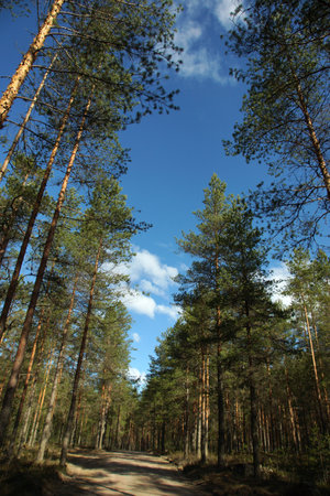 Pine forest road with tall trees and blue sky aboveの写真素材